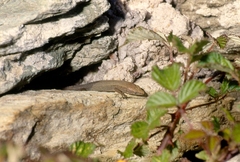 Algyroides fitzingeri