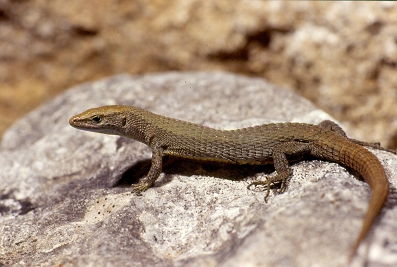 Fitzinger's Algyroides