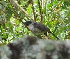 Atlapetes albinucha