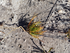 Pharnaceum dichotomum