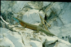 Algyroides nigropunctatus