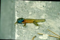 Algyroides nigropunctatus