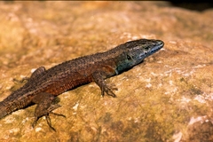 Algyroides nigropunctatus