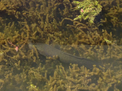 Channa argus