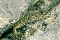 Archaeolacerta bedriagae bedriagae