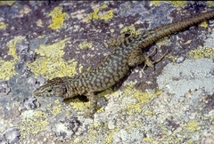 Archaeolacerta bedriagae bedriagae