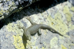 Archaeolacerta bedriagae