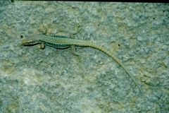Iberolacerta horvathi