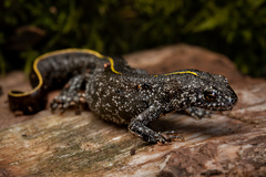 Italian Crested Newt photo 3