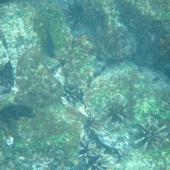 Eucidaris galapagensis