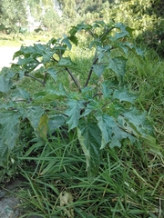 Datura stramonium