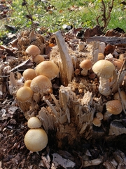 Coprinellus radians