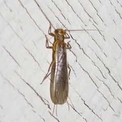 Perloidea