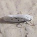 Five-spotted Bogus Yucca Moth - Photo (c) Chuck Sexton, some rights reserved (CC BY-NC), uploaded by Chuck Sexton