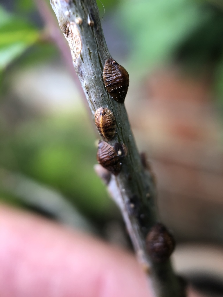 oak soft scale
