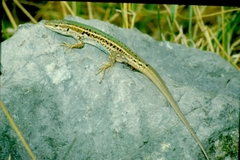 Podarcis melisellensis