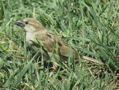 Passer domesticus