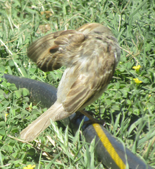 Passer domesticus