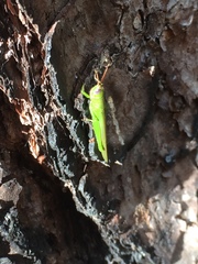 Stenacris vitreipennis