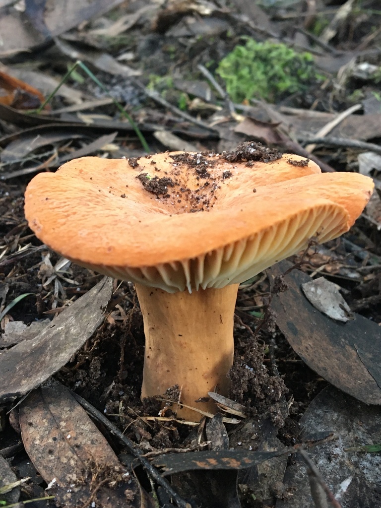 Lactifluus clarkeae