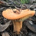 Lactifluus clarkeae - Photo no rights reserved, uploaded by Eileen Laidlaw