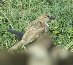 Passer domesticus