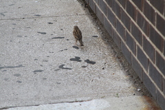Passer domesticus