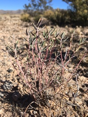 Euphorbia acuta