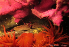 Petrolisthes desmarestii