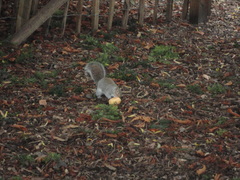 Sciurus carolinensis