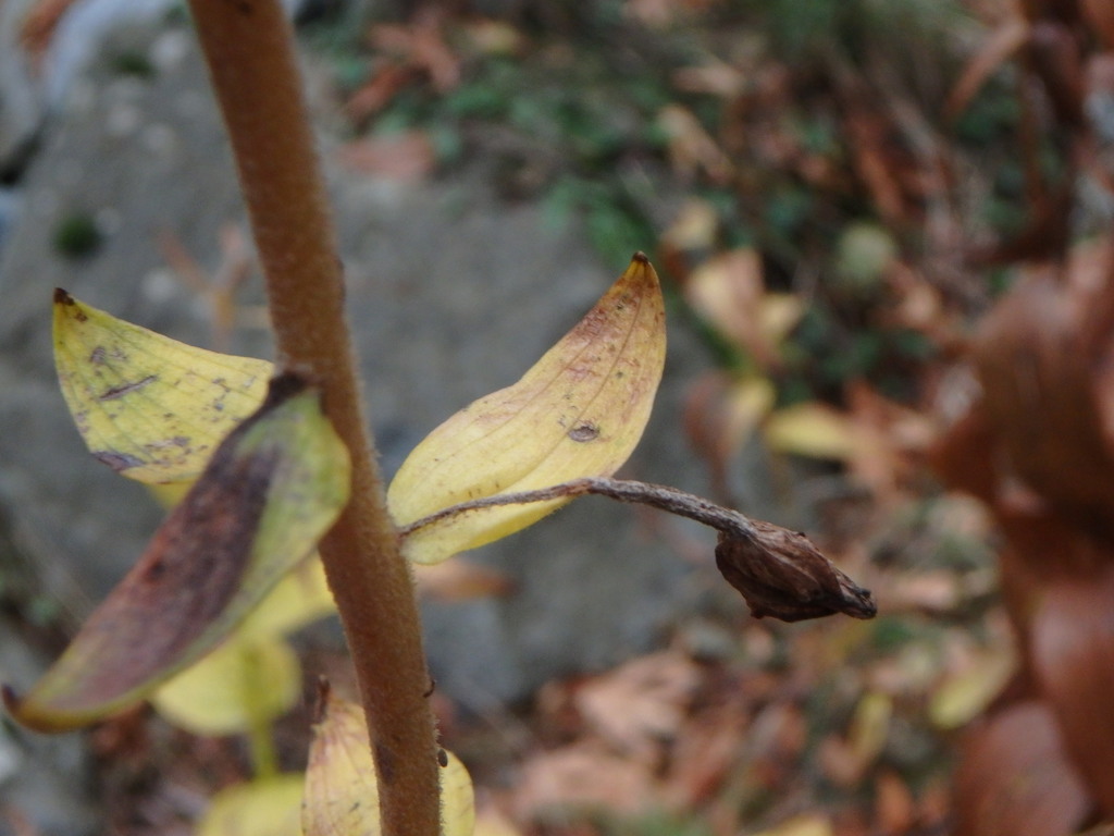Epipactis condensata
