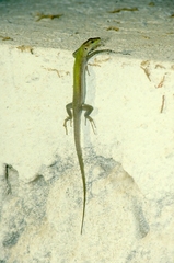 Podarcis siculus siculus