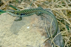 Podarcis siculus siculus