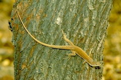Podarcis siculus siculus