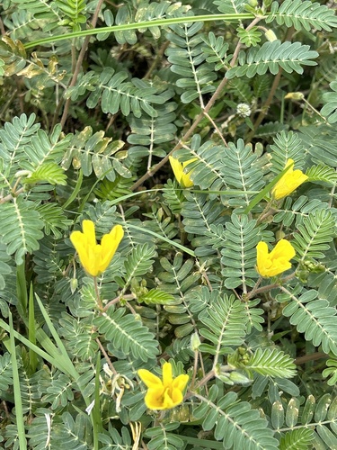 Jamaican feverplant