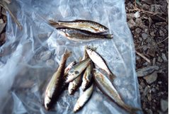 Iberochondrostoma almacai