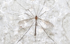 Stibadocerodes zherikhini