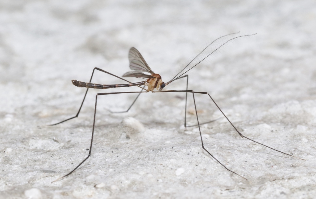 Cylindrotomid Crane Flies