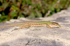 Podarcis siculus campestris
