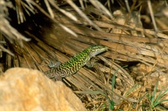 Podarcis siculus siculus