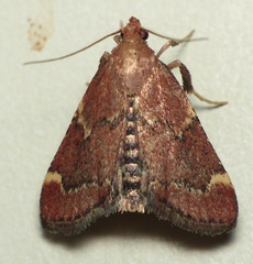 Hypsopygia intermedialis