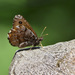 Oeneis nevadensis gigas - Photo (c) Mike Patterson, algunos derechos reservados (CC BY-NC)