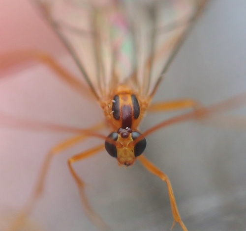 Netelia virgata