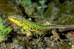 Podarcis siculus campestris
