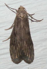 Aphomia terrenella