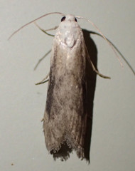 Aphomia fulminalis