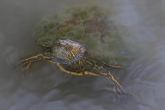 Trachemys gaigeae