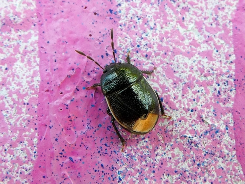 Bordered Shieldbug, 9742 PX Groningen, Netherlands, photo 9 of 10