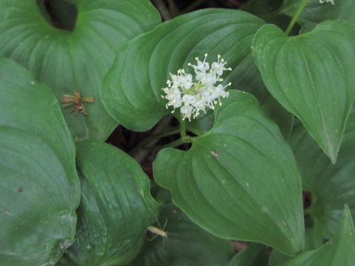 Maianthemum bifolium iNat (2)
