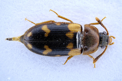 Mycetophagus salicis